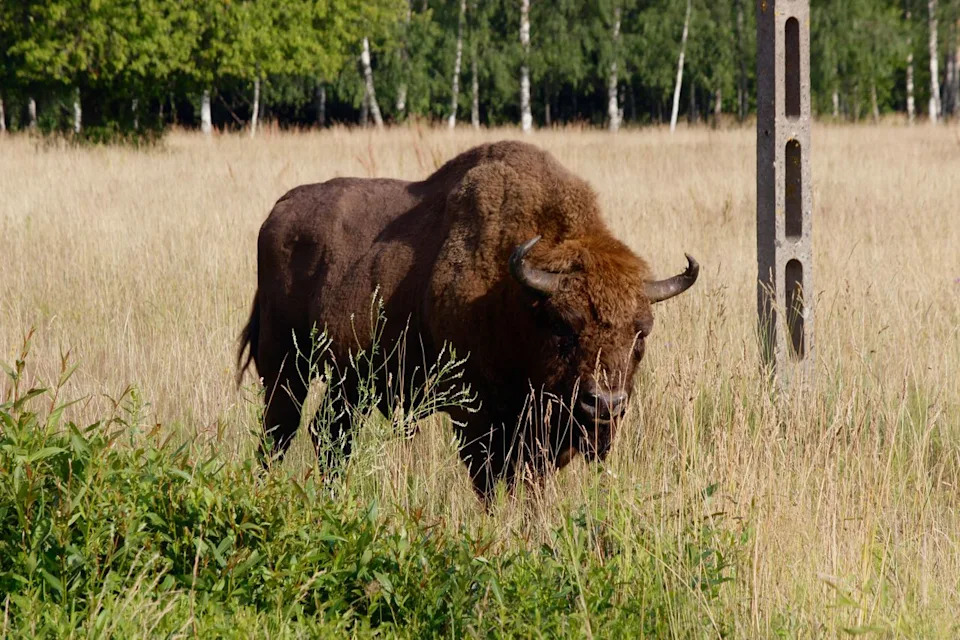 Bizon Oborio Turistu u Białowieża Šumi — Fotograf Ga Spasio Kolima