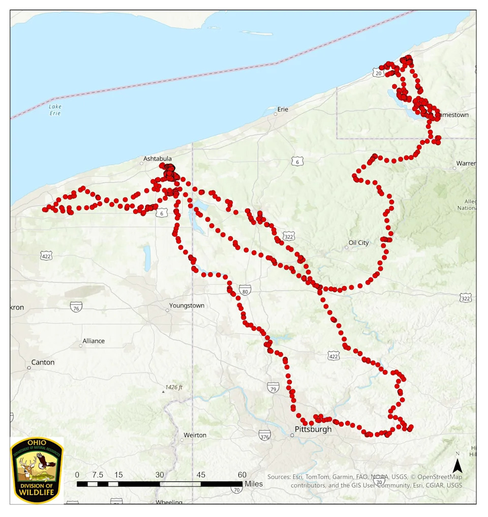 Ohio Sets Record for Black Bear Sightings as Researchers Collar and Monitor Animals