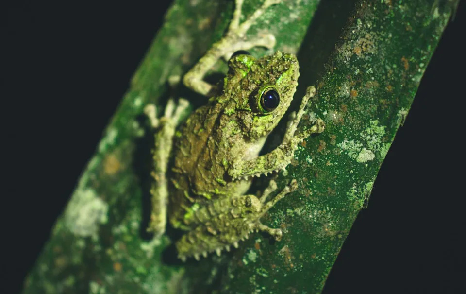 Hidden in the Leaf Litter: Seven New Diamond Frog Species Discovered in Madagascar