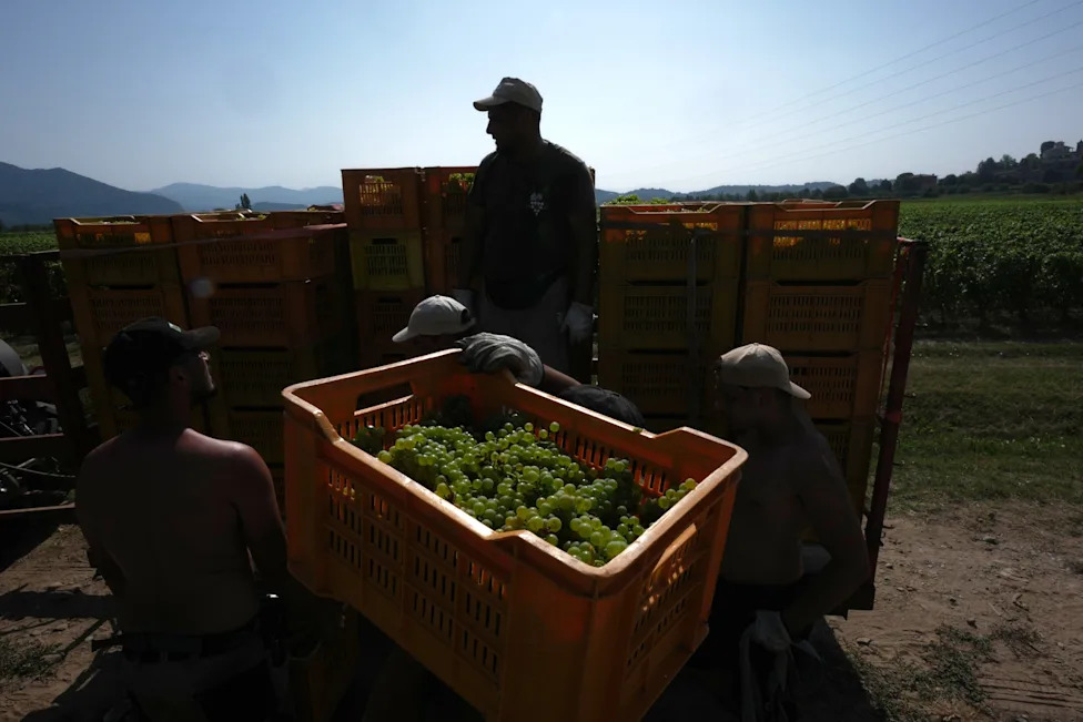 Ekstremne Vrućine Pomeraju Berbu: Franciacorta Počela 10 Dana Ranije, Vinari Bere Noću