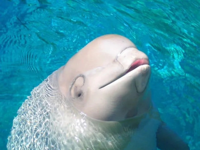 Dizalice, Teretnjaci i Veterinari u Vodi: Masovno Spašavanje Beluga iz Marinelanda