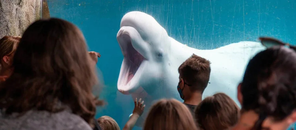 Dizalice, Teretnjaci i Veterinari u Vodi: Masovno Spašavanje Beluga iz Marinelanda