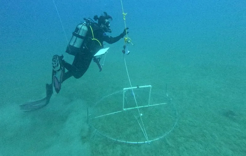 Pank i Bokser: Kako Globalno Zagrevanje Pretvara Mediteran — Invazivne Vrste Preuzimaju More