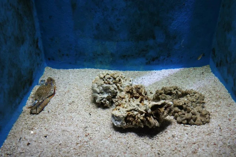 Pank i Bokser: Kako Globalno Zagrevanje Pretvara Mediteran — Invazivne Vrste Preuzimaju More