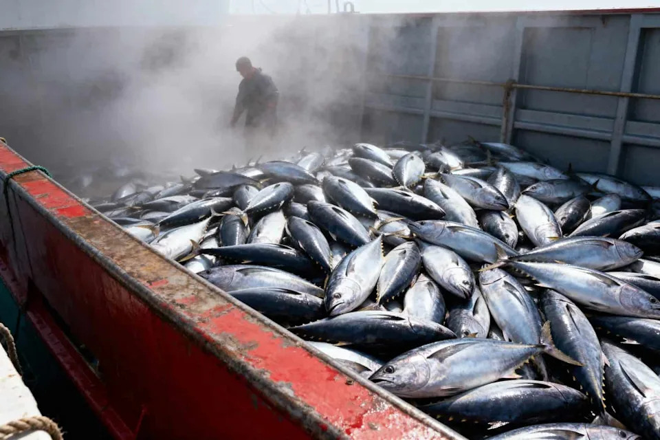 6.324 dFAD-ova Nasukano u 174 Zaštićene Morske Zone — Pretnja Koralnim Grebenima i Ugroženim Vrste