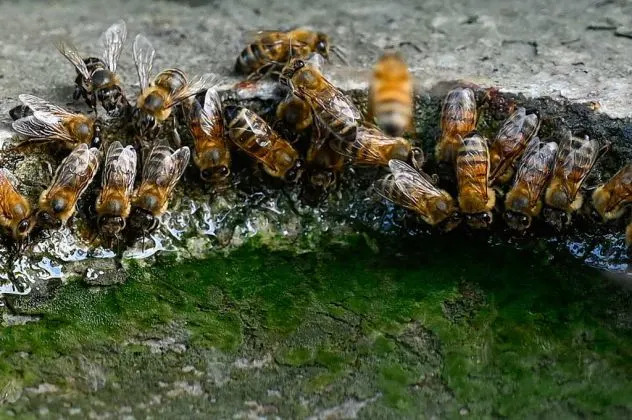 Ekstremne vrućine tjeraju pčele da hlade košnice — to može poskupeti namirnice
