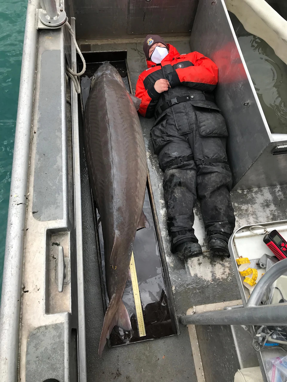 Jezerske jesetre u Velikim jezerima mogu živeti 200–300 godina — drevne dive koje povezuju istoriju