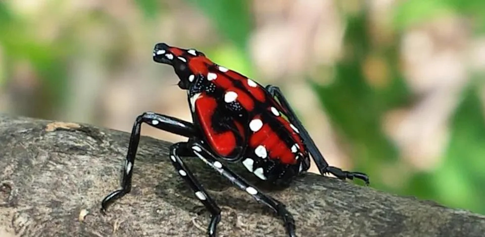 Spotted Lanternflies Swarm Northeast and Midwest as Mating Season Peaks — How You Can Help