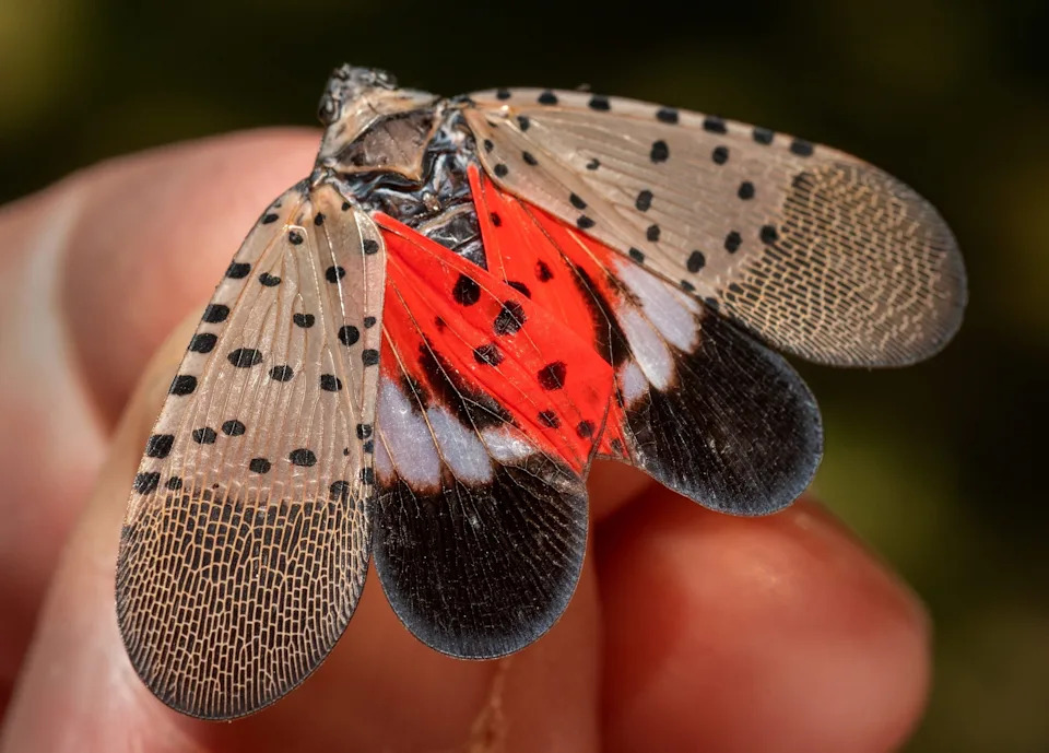 Spotted Lanternflies Swarm Northeast and Midwest as Mating Season Peaks — How You Can Help