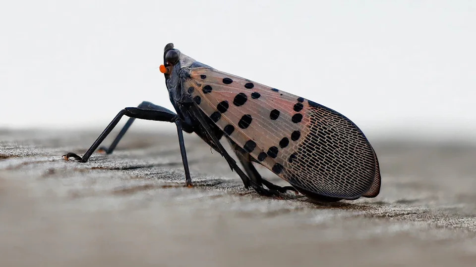 Spotted Lanternflies Swarm Northeast and Midwest as Mating Season Peaks — How You Can Help