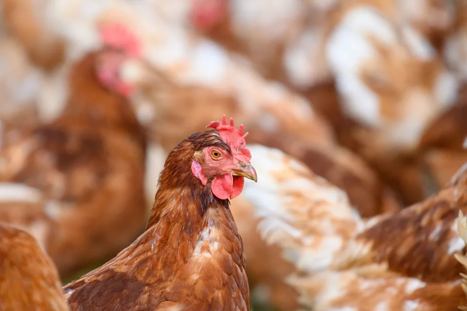 Industrijska proizvodnja pilića pogoršava širenje bakterije Campylobacter i rast otpornosti na antibiotike