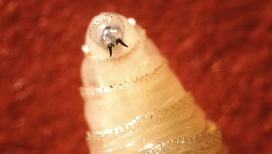 New World Screwworm Cases Rise to 45 in U.S.; Who’s At Risk and How Officials Are Responding