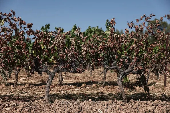Pinot Noir U Opasnosti: Suše Mretve Za Najbolje Berbe?