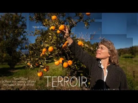 Pinot Noir U Opasnosti: Suše Mretve Za Najbolje Berbe?