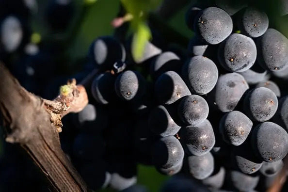 Pinot Noir U Opasnosti: Suše Mretve Za Najbolje Berbe?