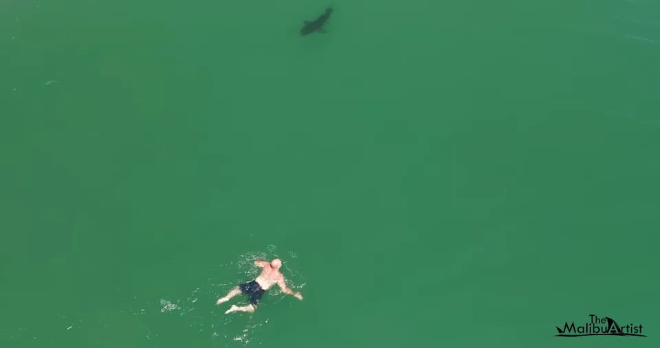 Dron Snimio Plivača Okruženog Šest Velikih Belih Ajkula Kod Južne Kalifornije