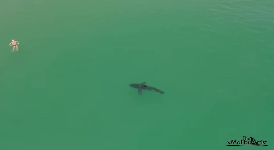 Dron Snimio Plivača Okruženog Šest Velikih Belih Ajkula Kod Južne Kalifornije