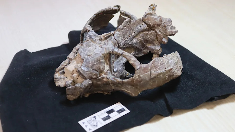 Fossil Suggests Live Birth May Have Evolved 90–95 Million Years Earlier in Mammal Ancestors