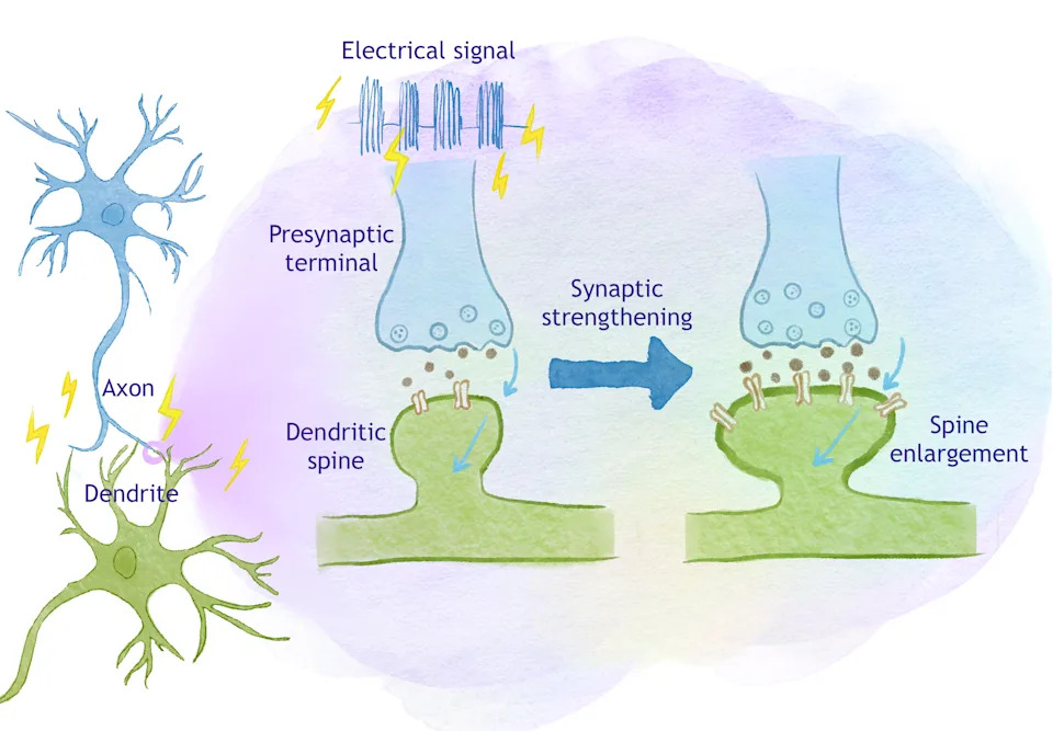 Study in Artificially Hibernating Mice Suggests Memories Rely On Network Patterns, Not Just Strong Synapses