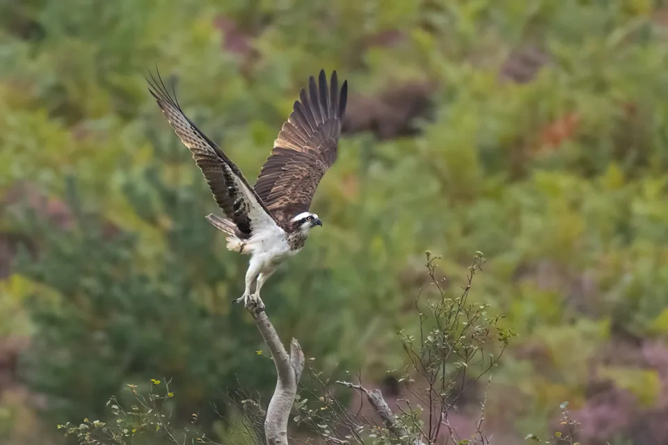 Pionirski parovi ubrzavaju povratak ospreja u Britaniji