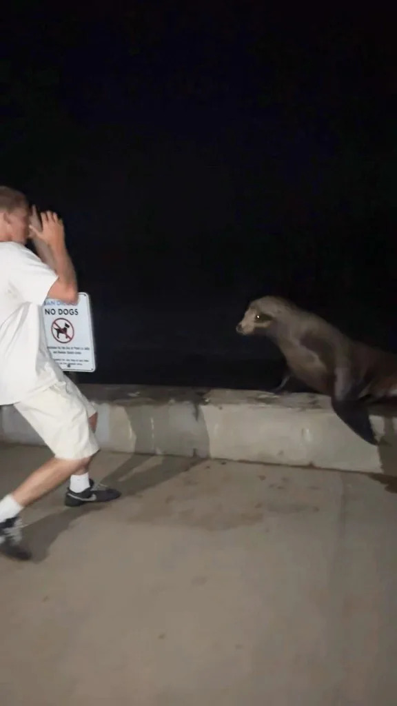 La Jolla Teen Pleads Guilty After Viral Video Shows Him Chasing and Kicking Sea Lion — Faces Federal Penalties