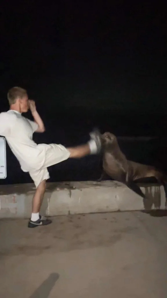 La Jolla Teen Pleads Guilty After Viral Video Shows Him Chasing and Kicking Sea Lion — Faces Federal Penalties