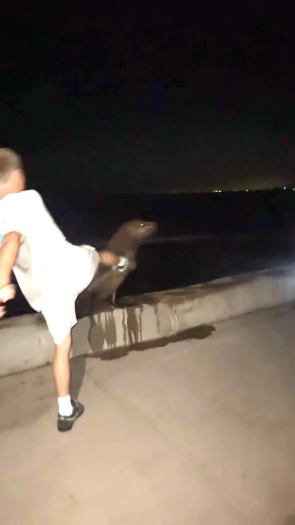 La Jolla Teen Pleads Guilty After Viral Video Shows Him Chasing and Kicking Sea Lion — Faces Federal Penalties
