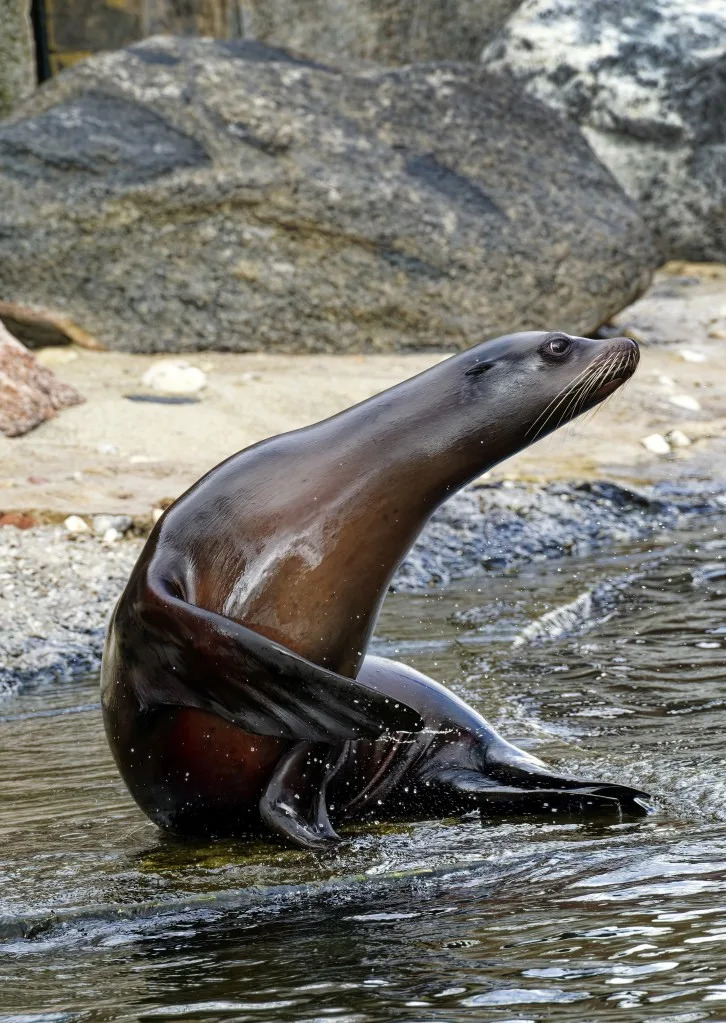 La Jolla Teen Pleads Guilty After Viral Video Shows Him Chasing and Kicking Sea Lion — Faces Federal Penalties