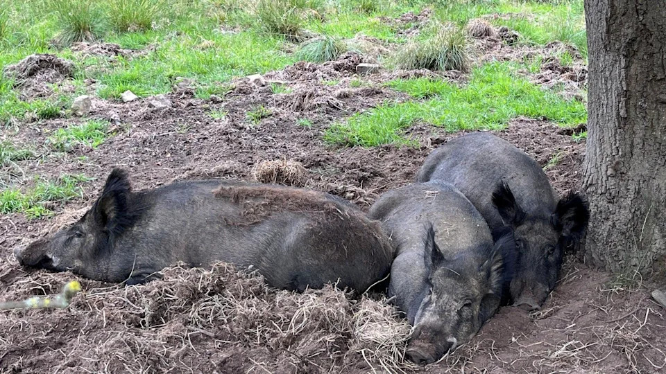 Rewilding Revival: Broughton Estate Sees Wildlife Surge After Tree Planting, Beavers and Pigs