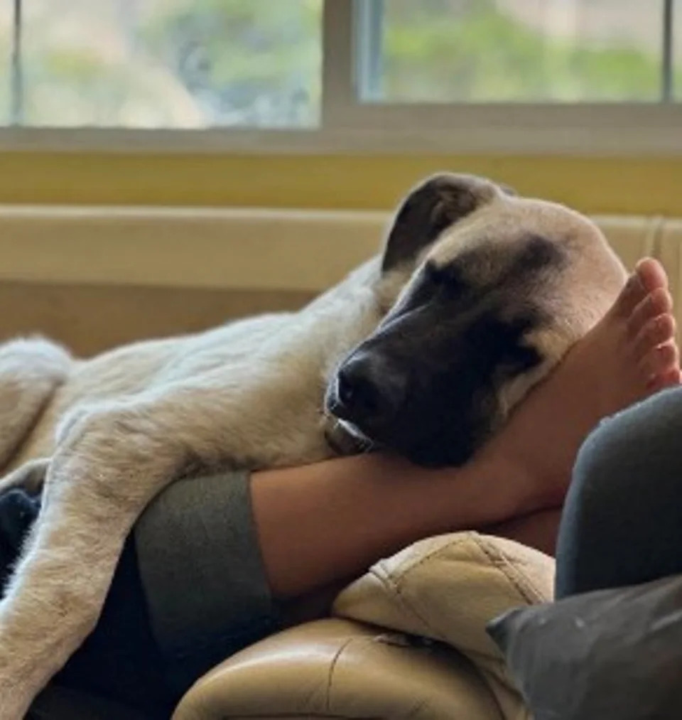California Dog 'Bruce' Euthanized After U.S. Supreme Court Denies Emergency Appeal