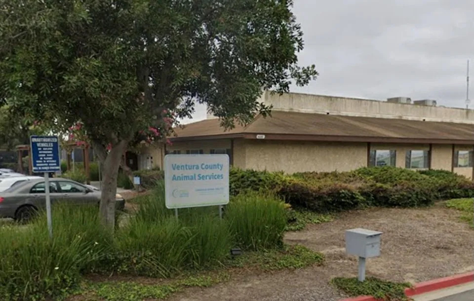 California Dog 'Bruce' Euthanized After U.S. Supreme Court Denies Emergency Appeal