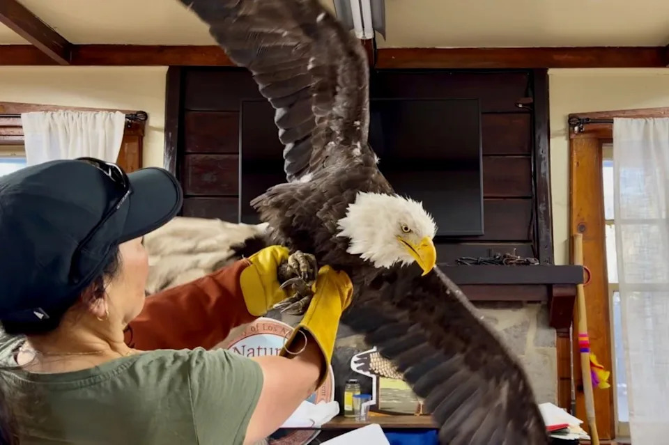 Unauthorized 'Jackie' Merchandise Surfaces After Viral Bald Eagle's Death — Ojai Raptor Center Issues Warning