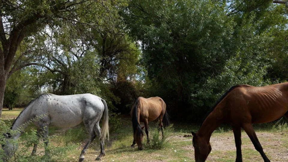Bulldozers Tear Into Big Bend National Park — Locals, Tribes and Former Rangers Sound the Alarm