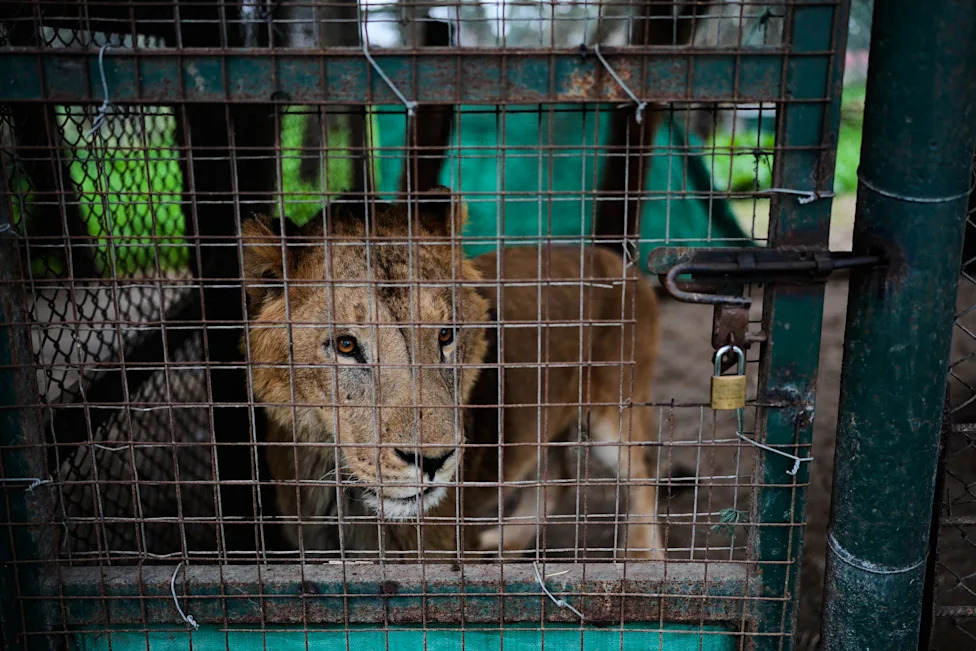 Velika evakuacija: 30 lavova i tigrova iz Luján Zoo kreće ka utočištima u Južnoj Africi i SAD