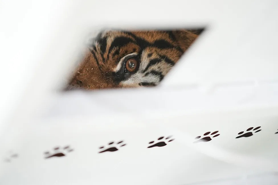 Velika evakuacija: 30 lavova i tigrova iz Luján Zoo kreće ka utočištima u Južnoj Africi i SAD