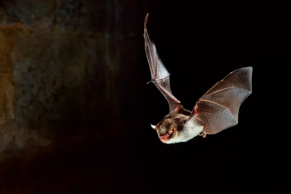 National Park Service Seeks Woman After Rabid Bat Briefly Got Tangled in Her Hair