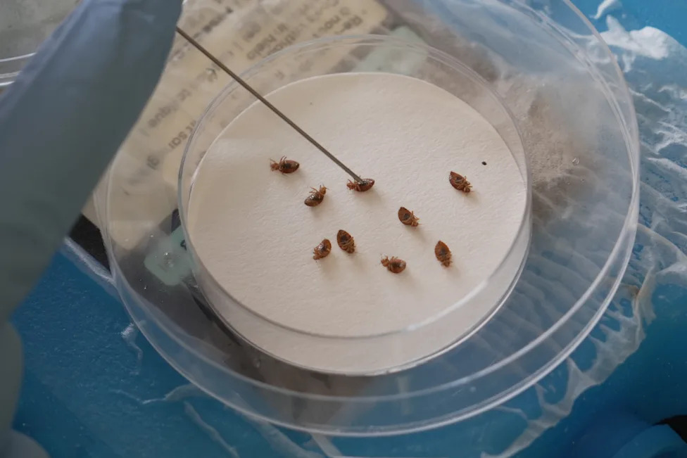Stjenice Se Vraćaju — Kako Ih Prepoznati, Sprečiti Infestaciju i Šta Znati O MRSA