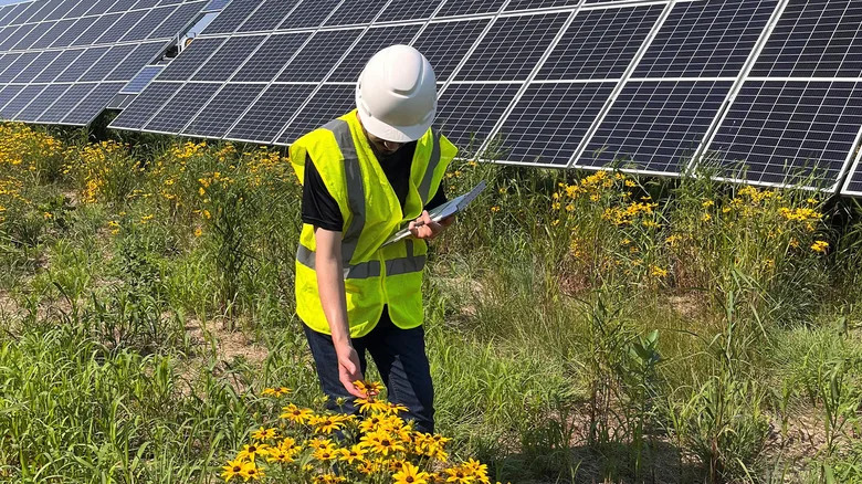 Solarne farme brzo obnavljaju staništa: pčele se vraćaju za manje od četiri godine