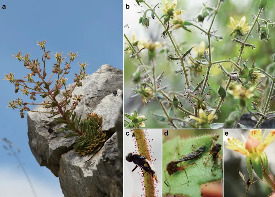 Rešena 150-godišnja zagonetka Darvina: Alpska Saxifraga candelabrum Potvrđena Kao Mesožderka