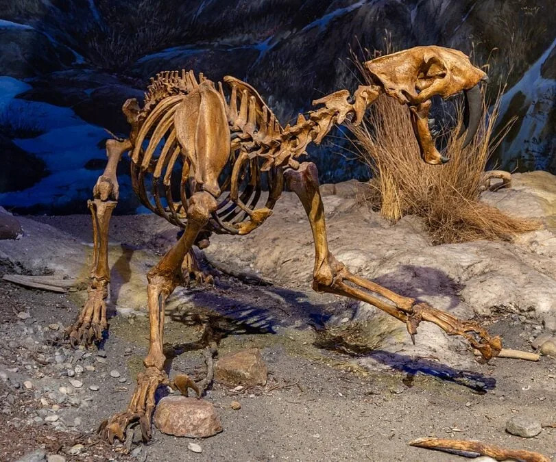 Study Finds Saber-Toothed Cats May Have Suffered Inbreeding and Severe Spinal Disease Before Extinction