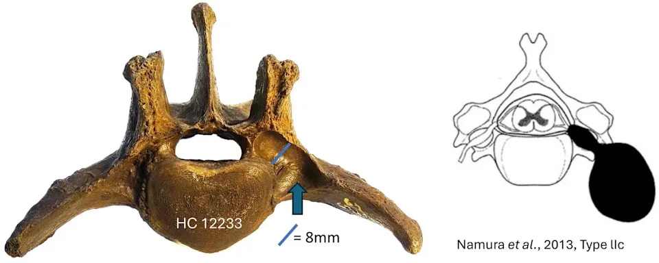 Study Finds Saber-Toothed Cats May Have Suffered Inbreeding and Severe Spinal Disease Before Extinction