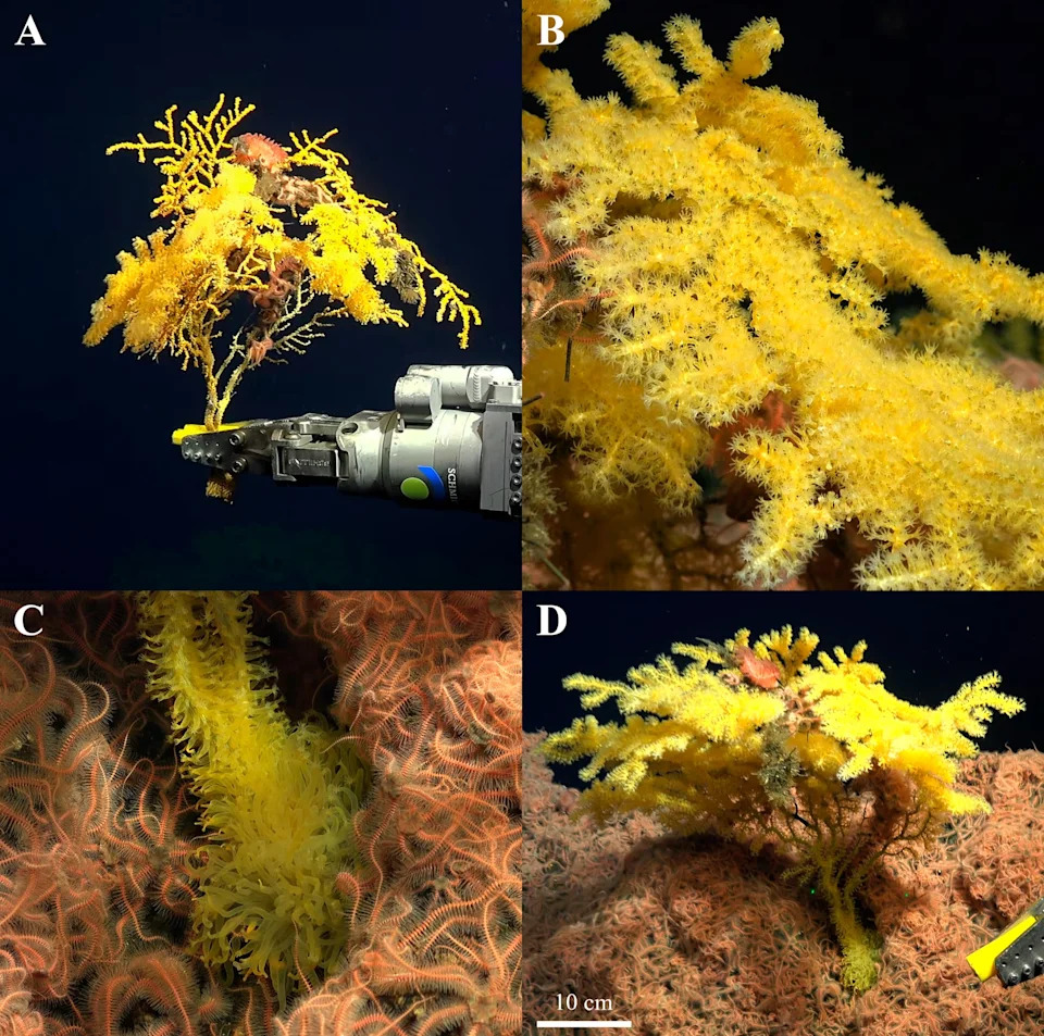 Golden Deep‑Sea Coral Off Costa Rica Is So Distinct Scientists Created a New Family