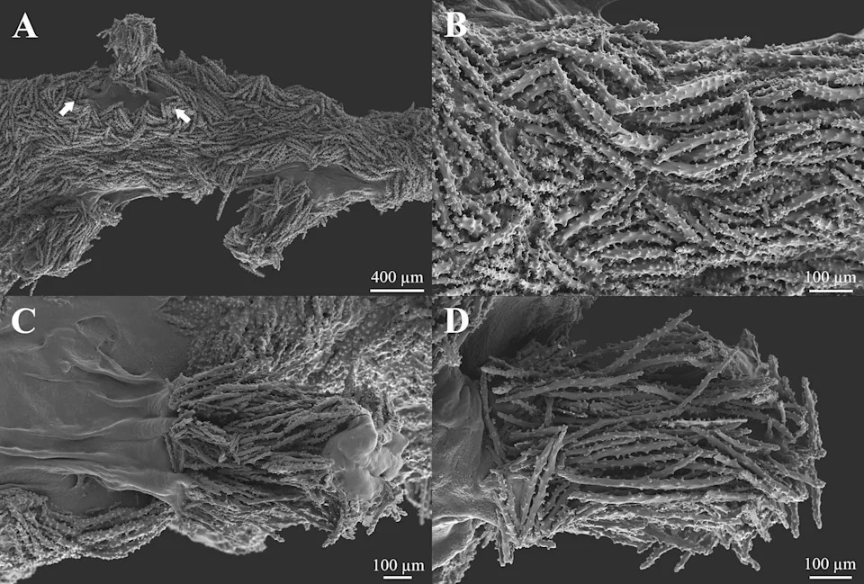 Golden Deep‑Sea Coral Off Costa Rica Is So Distinct Scientists Created a New Family