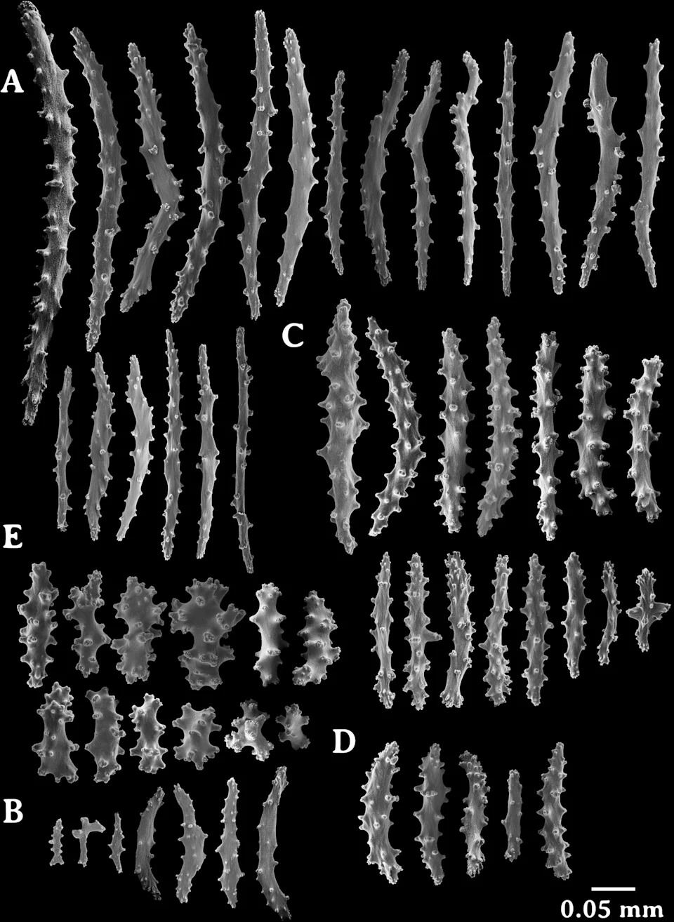 Golden Deep‑Sea Coral Off Costa Rica Is So Distinct Scientists Created a New Family