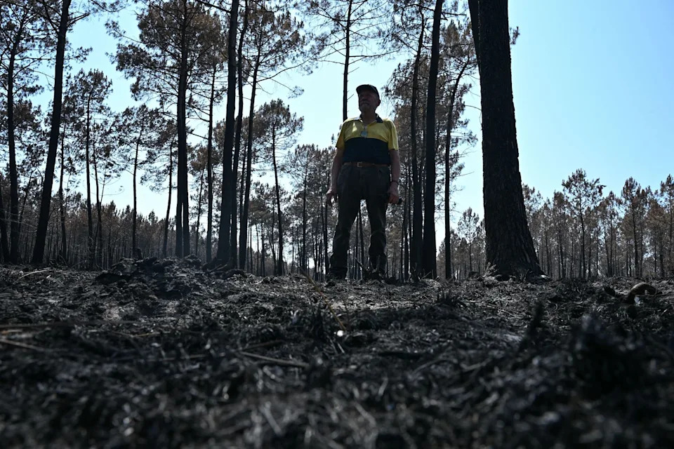 Posle Požara Kod Bordoa: Kako Francuske Šume Mogu Da Se Oporave?