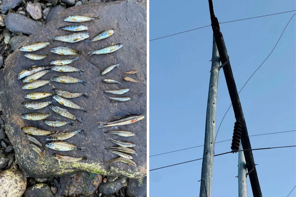 Brookfield Faces Renewed Scrutiny After Major Fish Kill on Penobscot River