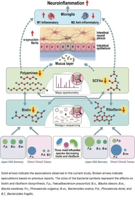 Crevne bakterije i Parkinson: Mogu li B‑vitamini ili transplantacija stolice usporiti bolest?