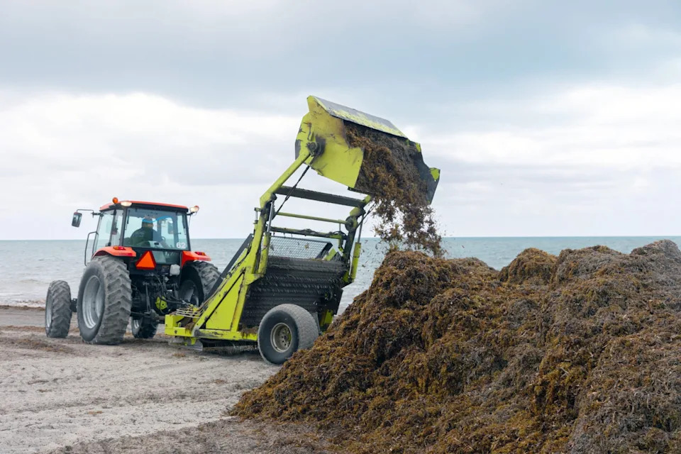 Miami Beaches Choked by Record Sargassum — Researchers Test Black Soldier Fly Recycling
