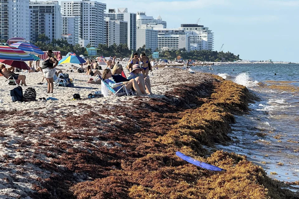 Miami Beaches Choked by Record Sargassum — Researchers Test Black Soldier Fly Recycling