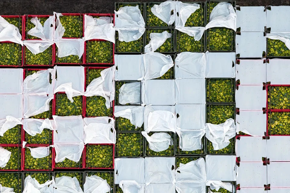 Taylor Farms Tied to Two Major Summer Outbreaks — What Happened and Who’s Responsible?